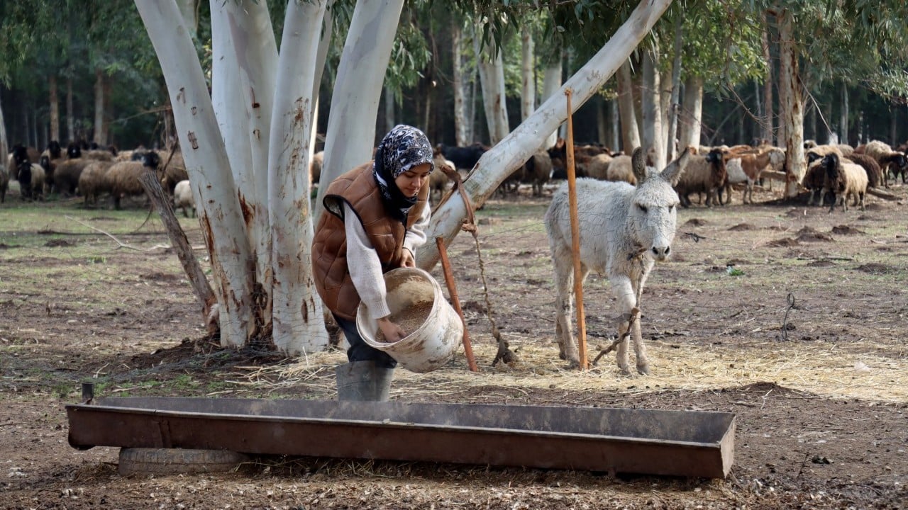 Foto - Kendi sürüsüne çobanlık yapıyor DepremLe kaybettiğini destekle kazandı