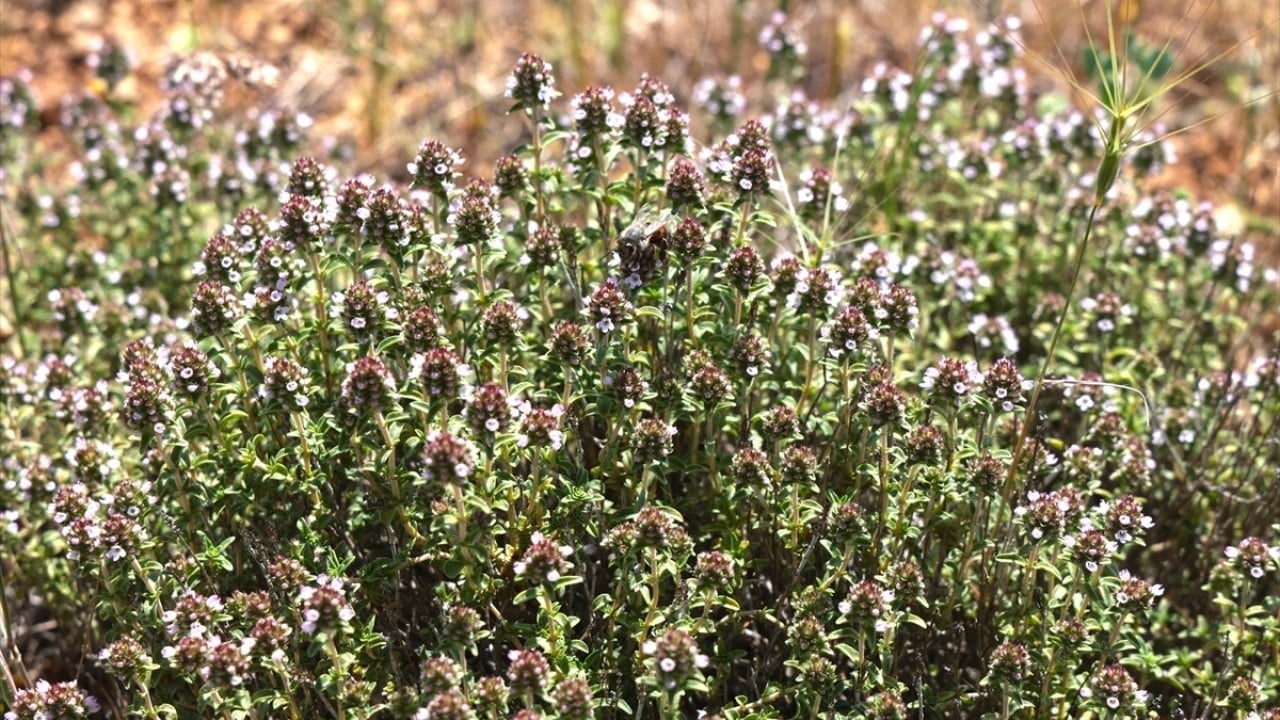 Foto - Kendine özgü aroması var! Keven Balı’nda bu yıl rekolte bekleniyor