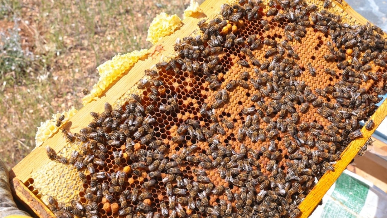 Foto - Kendine özgü aroması var! Keven Balı’nda bu yıl rekolte bekleniyor