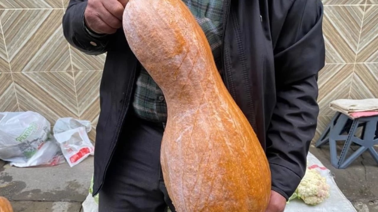 Foto - Kendisi ayrı, çekirdeği ayrı şifa! Faydasını duyan hemen almaya gidiyor