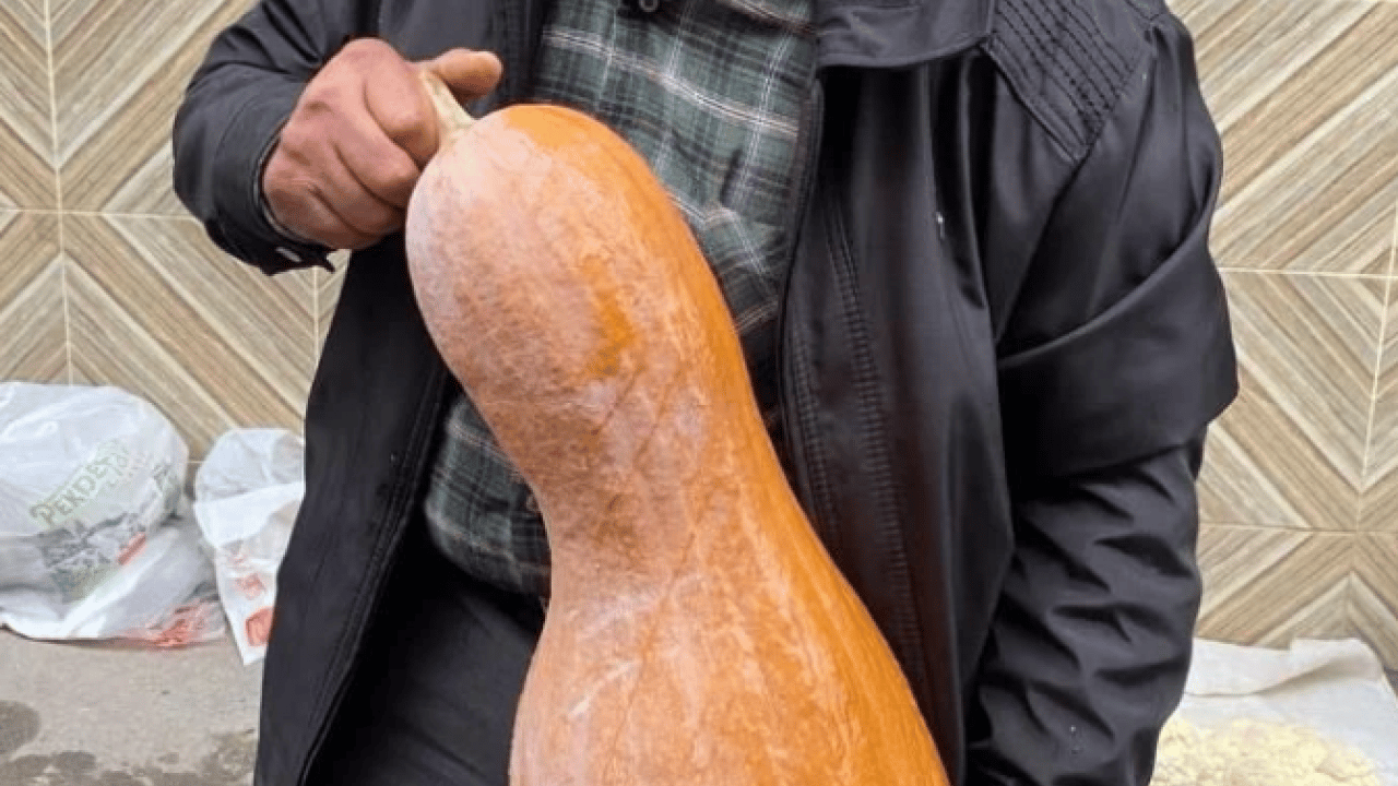 Foto - Kendisi ayrı, çekirdeği ayrı şifa! Faydasını duyan hemen almaya gidiyor