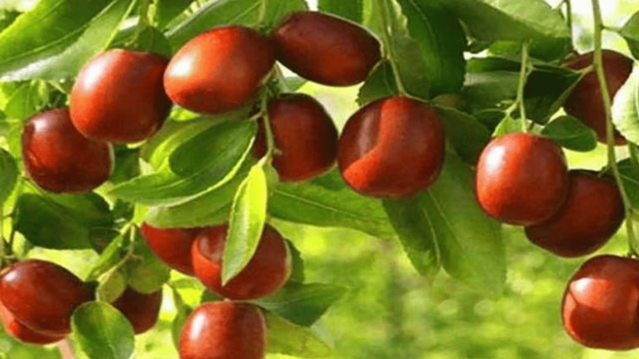 Kendisi küçük şifası büyük! Günde 3 tane yiyin