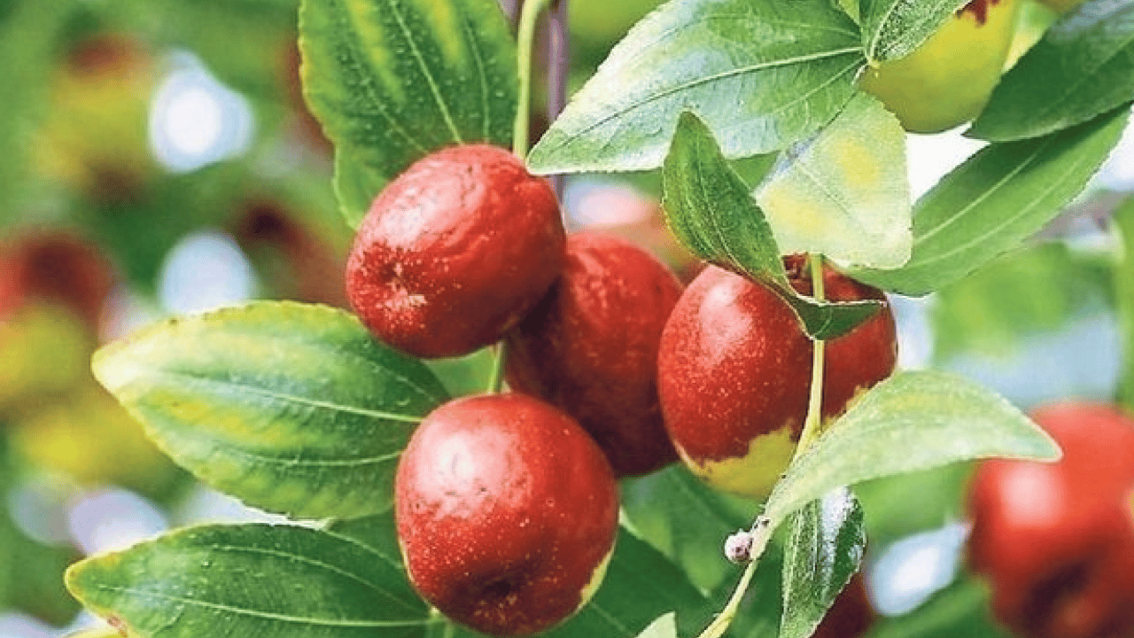 Foto - Kendisi küçük şifası büyük! Günde 3 tane yiyin