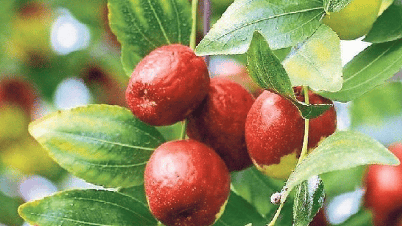 Foto - Kendisi küçük şifası büyük! Günde 3 tane yiyin