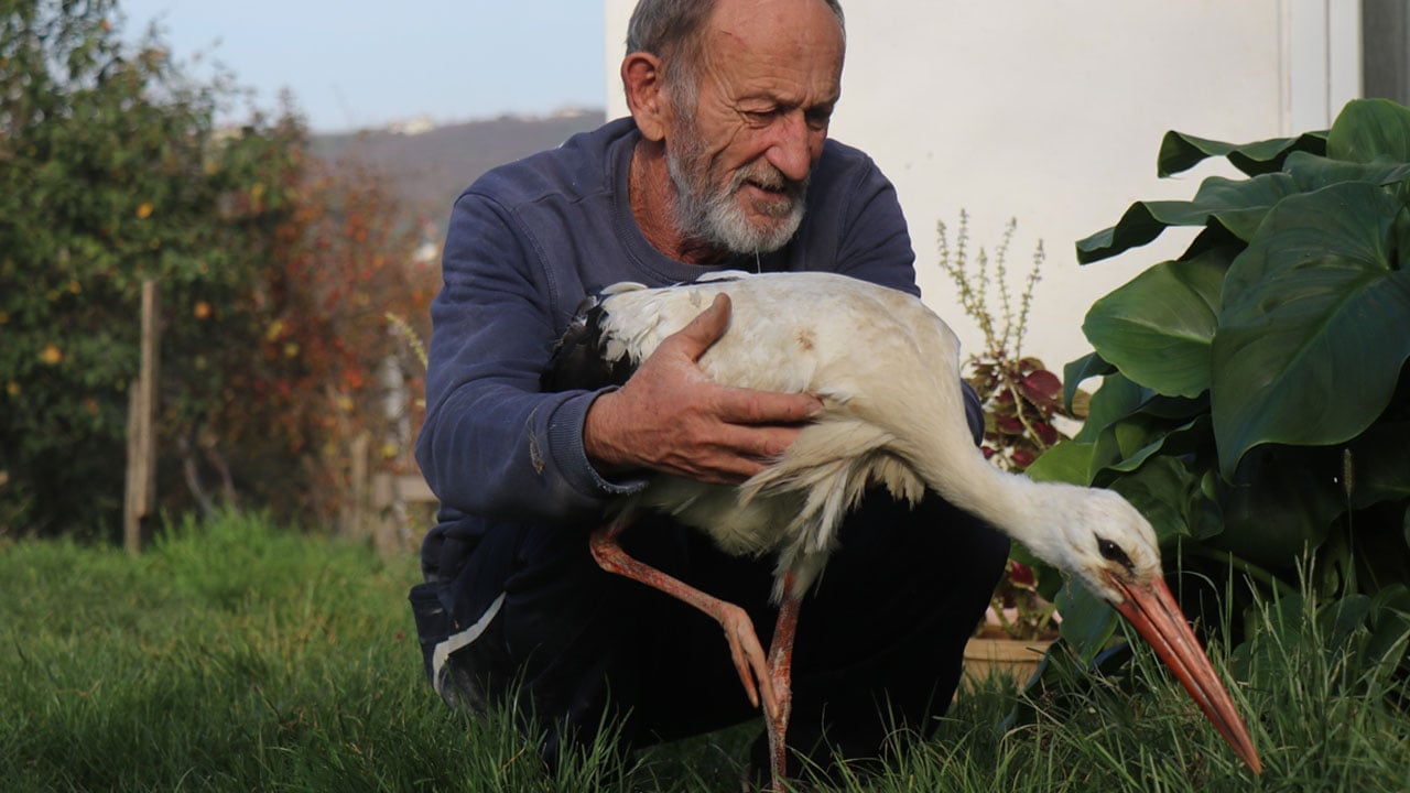Foto - Kendisini yuvadan atan annesi ve kardeşleri ile gitmedi: Kalbi kırılan leylek gökyüzünden vazgeçti, insanlarla yaşamaya karar verdi