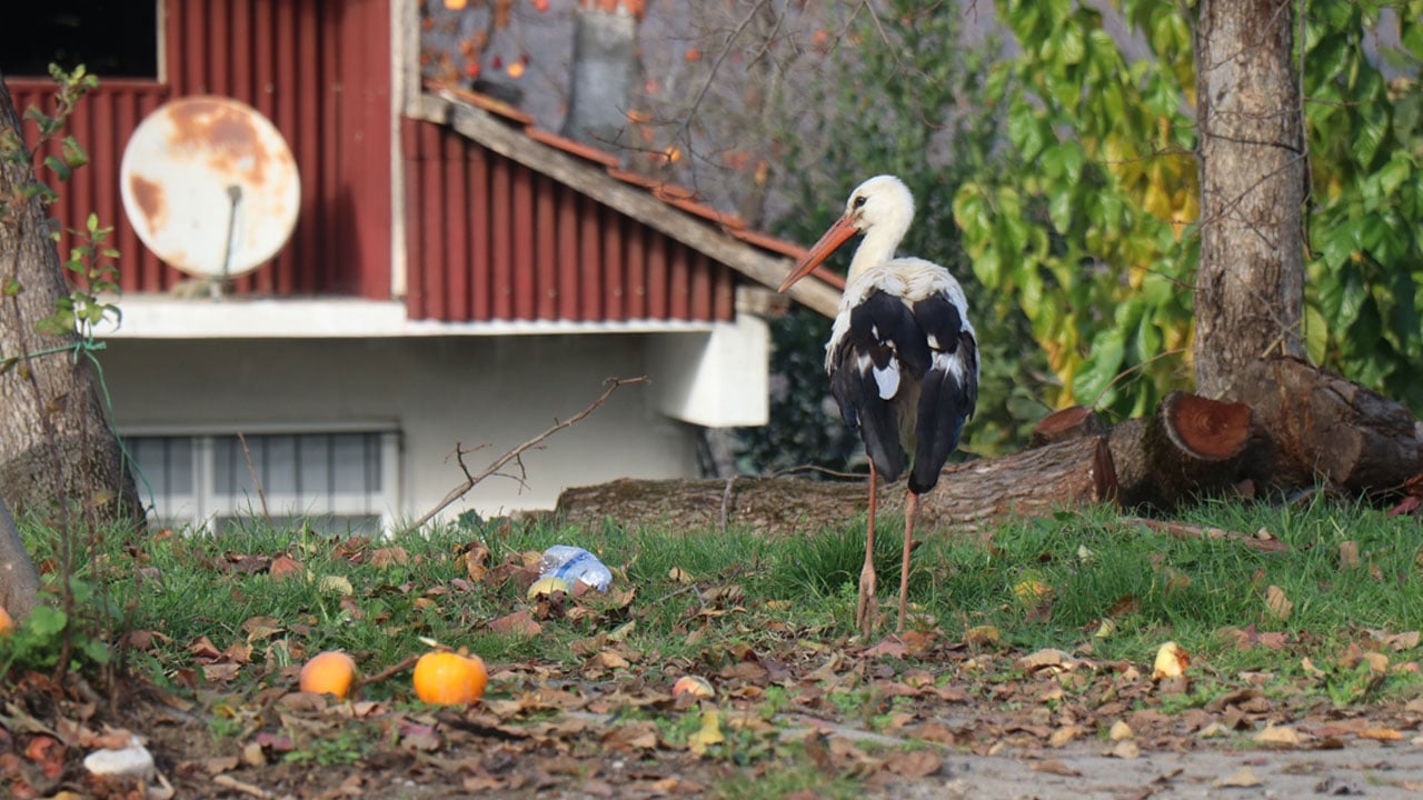 Foto - Kendisini yuvadan atan annesi ve kardeşleri ile gitmedi: Kalbi kırılan leylek gökyüzünden vazgeçti, insanlarla yaşamaya karar verdi