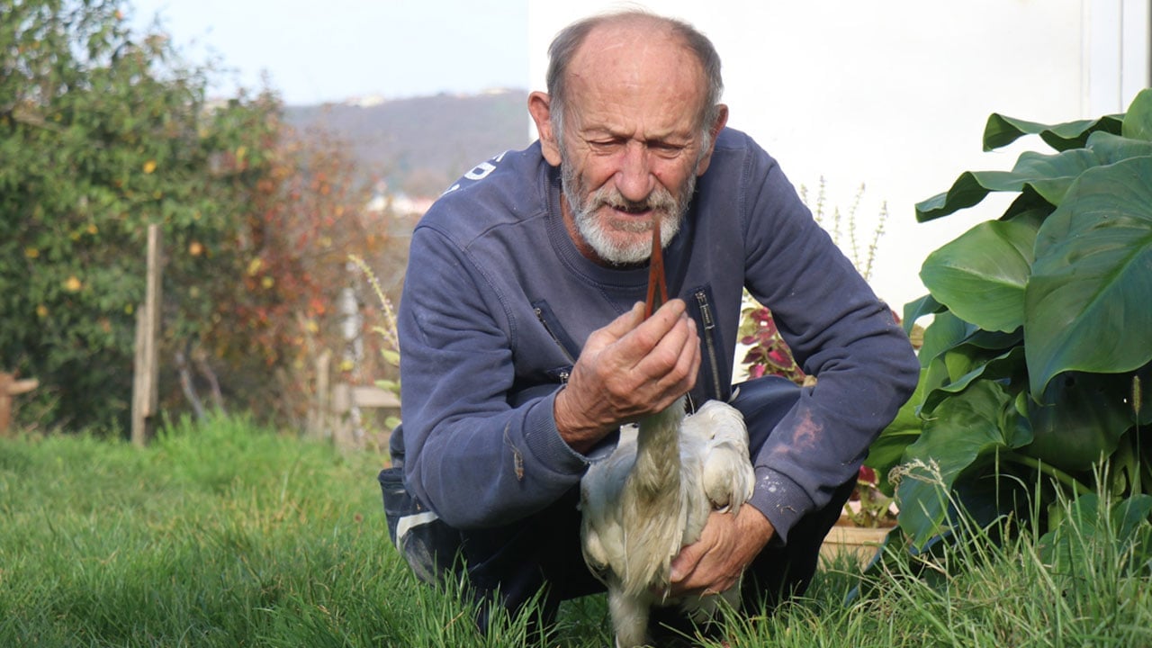 Foto - Kendisini yuvadan atan annesi ve kardeşleri ile gitmedi: Kalbi kırılan leylek gökyüzünden vazgeçti, insanlarla yaşamaya karar verdi