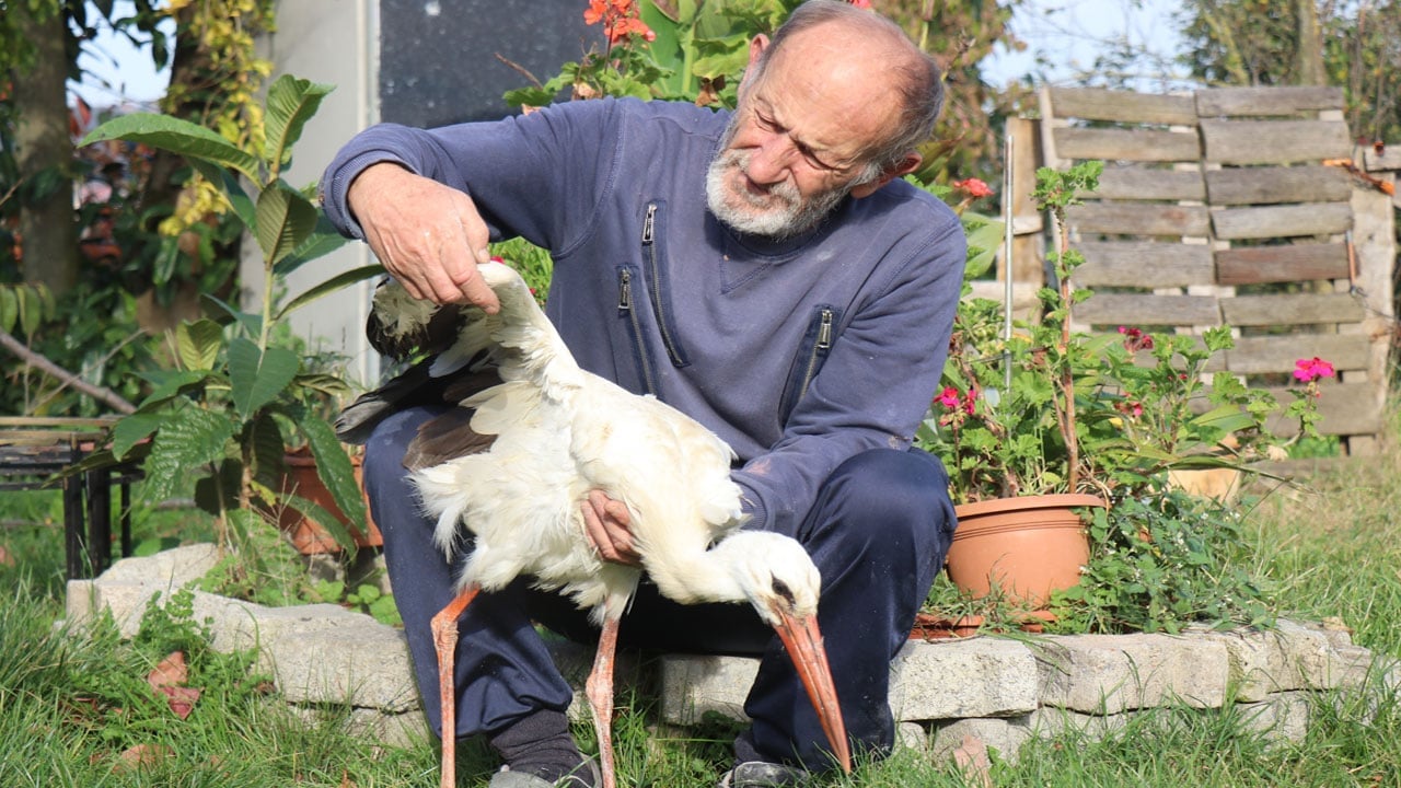 Foto - Kendisini yuvadan atan annesi ve kardeşleri ile gitmedi: Kalbi kırılan leylek gökyüzünden vazgeçti, insanlarla yaşamaya karar verdi