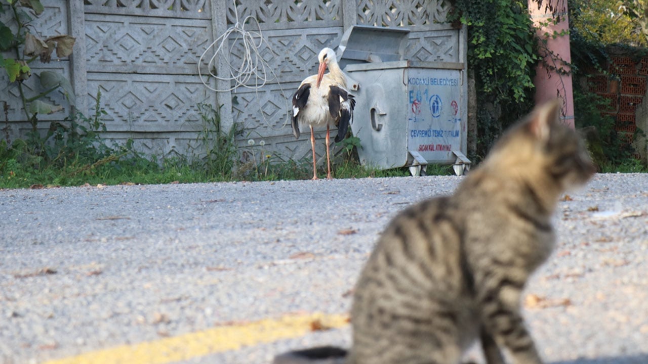 Foto - Kendisini yuvadan atan annesi ve kardeşleri ile gitmedi: Kalbi kırılan leylek gökyüzünden vazgeçti, insanlarla yaşamaya karar verdi