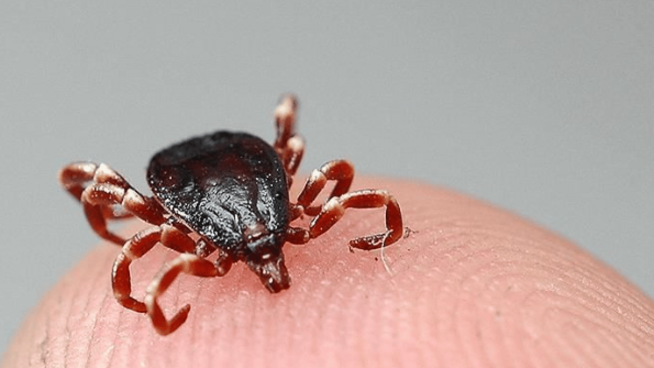 Foto - YÖK müjdeyi duyurdu: Kene sorunu tarih oluyor!