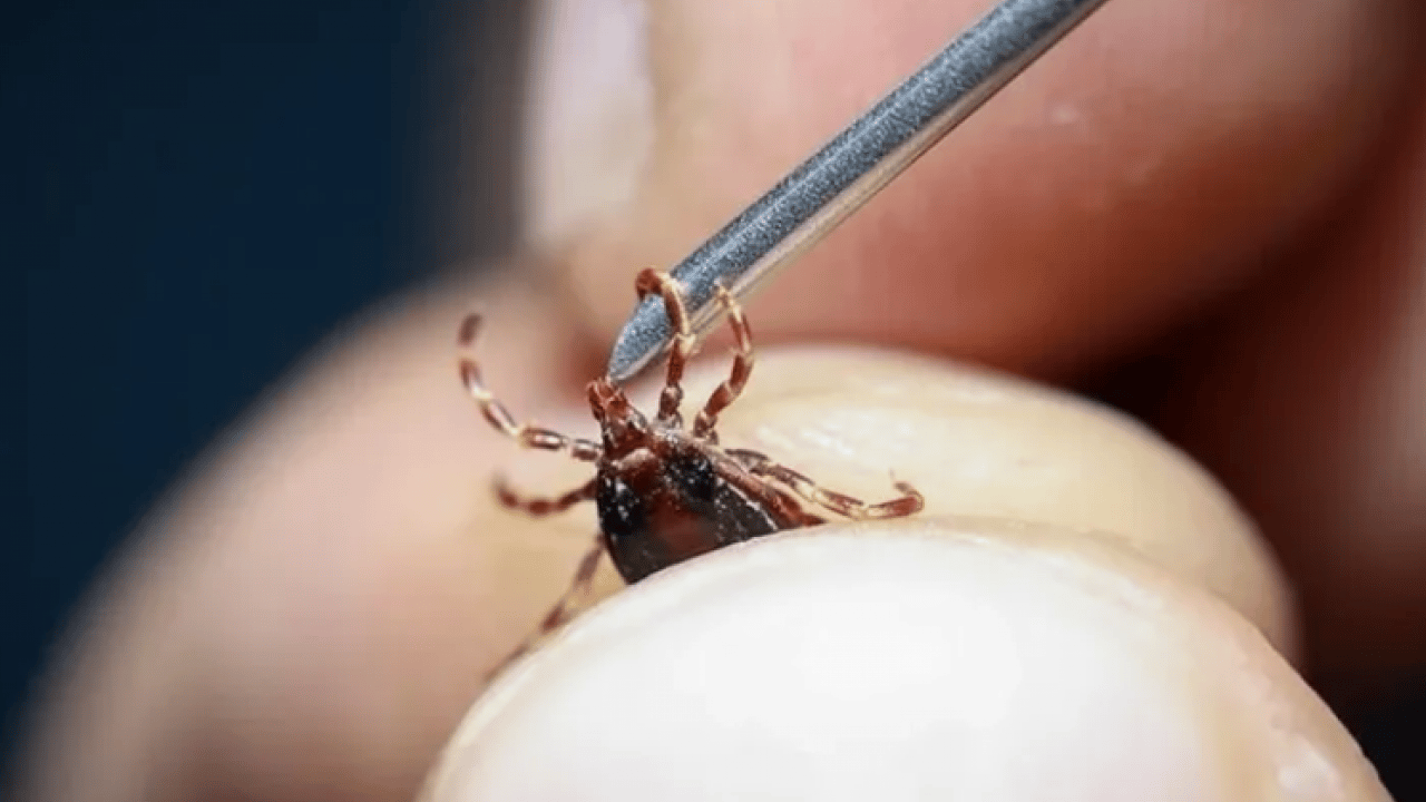 YÖK müjdeyi duyurdu: Kene sorunu tarih oluyor!