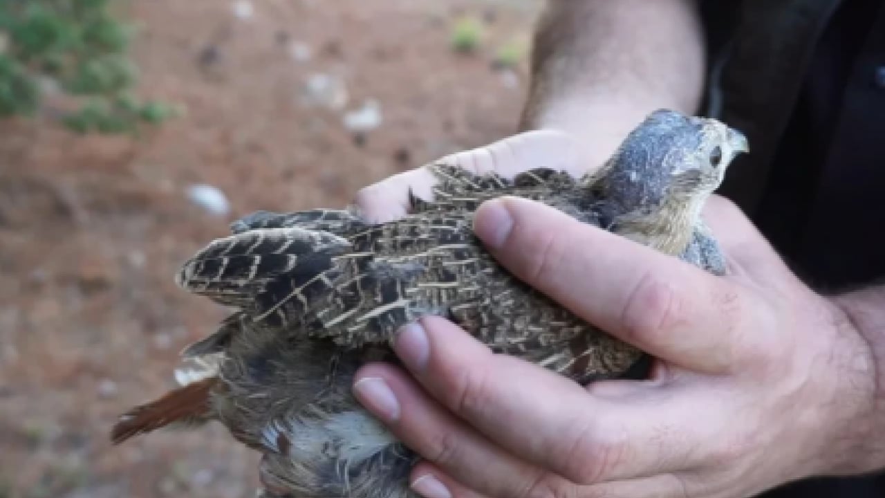 Foto - Kene tehdidine doğal çözüm! Binlerce keklik ve sülün doğaya bırakılacak