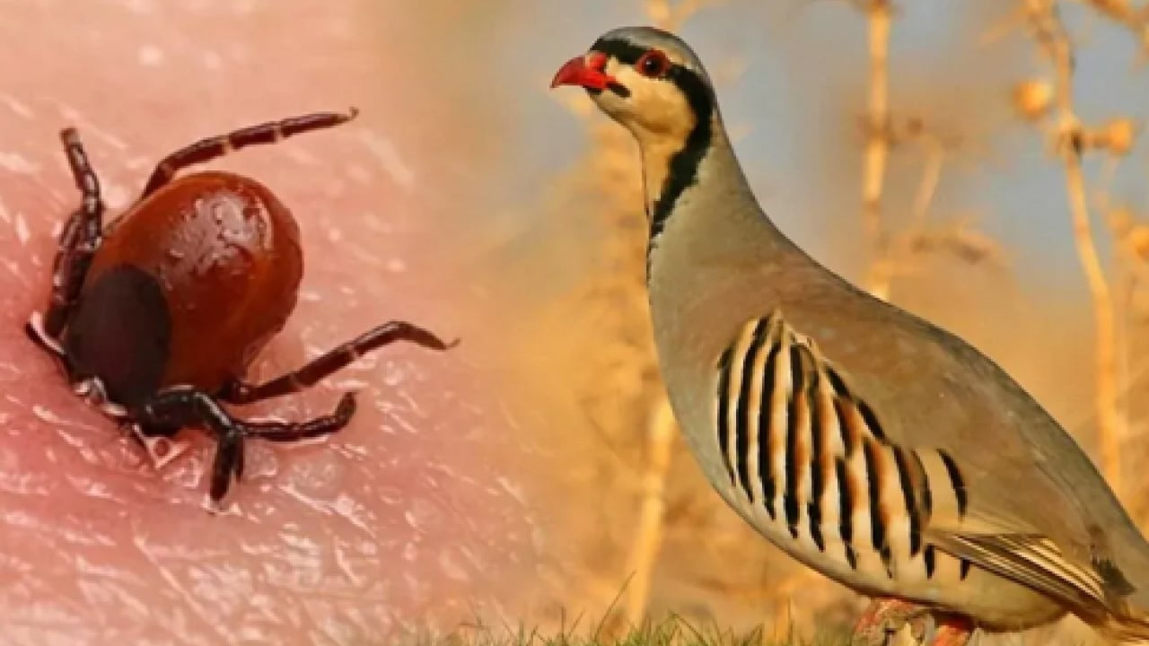Kene tehdidine doğal çözüm! Binlerce keklik ve sülün doğaya bırakılacak
