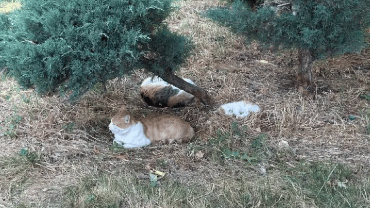 Foto - Kent resmen sıcaktan kavruldu! Vatandaşlar hastanelik oldu!