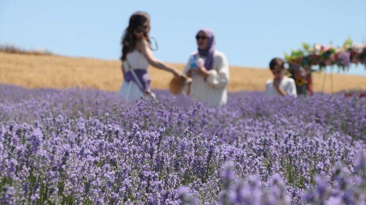 Foto - Kente turist akını sürüyor Turizmde gelinen son nokta lavanta tarlası!