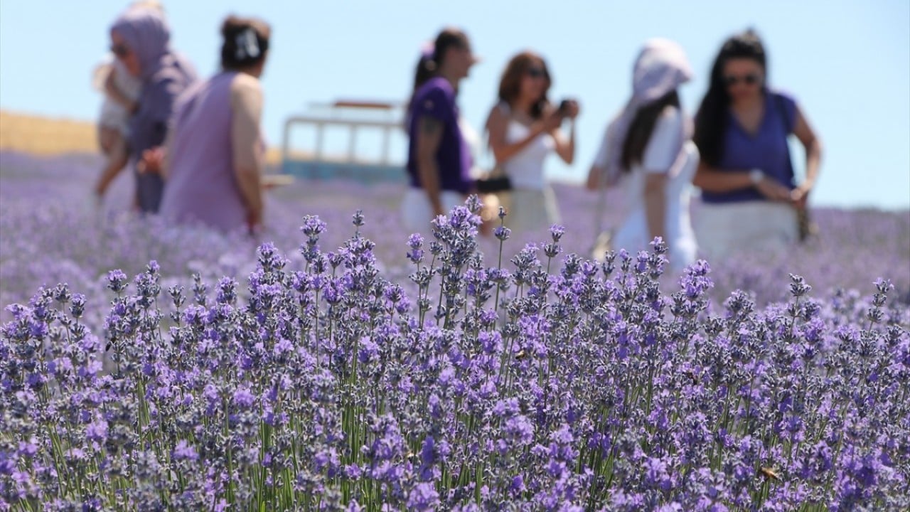 Foto - Kente turist akını sürüyor Turizmde gelinen son nokta lavanta tarlası!