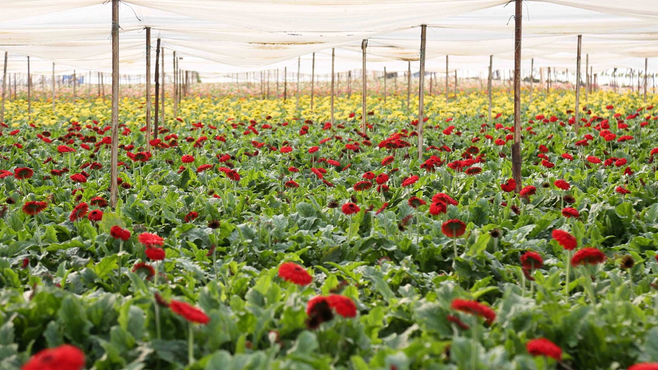 Foto - Kesme çiçekte rekor yılı! 160 milyon dolarlık ihracat 