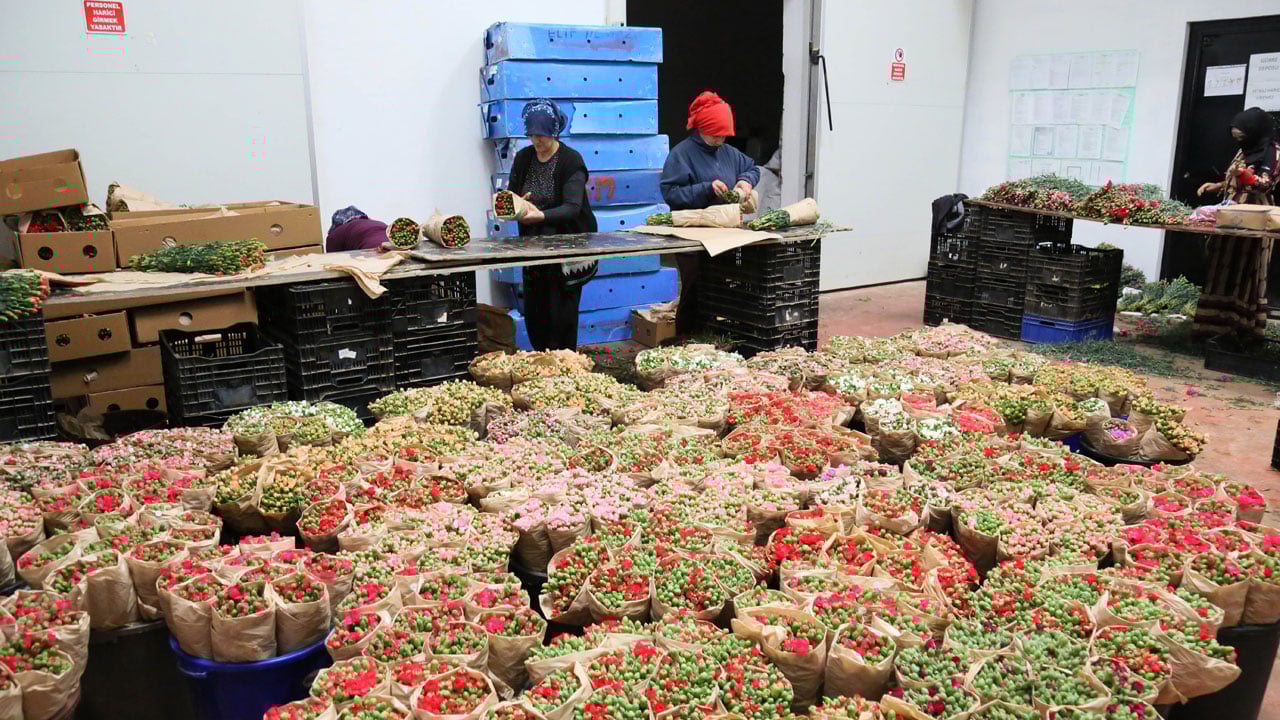 Foto - Kesme çiçekte rekor yılı! 160 milyon dolarlık ihracat 