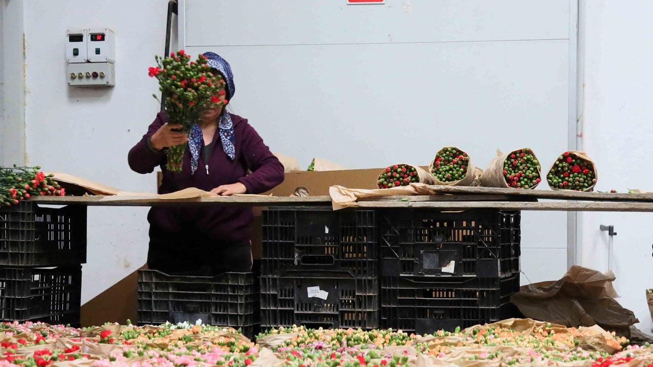 Foto - Kesme çiçekte rekor yılı! 160 milyon dolarlık ihracat 