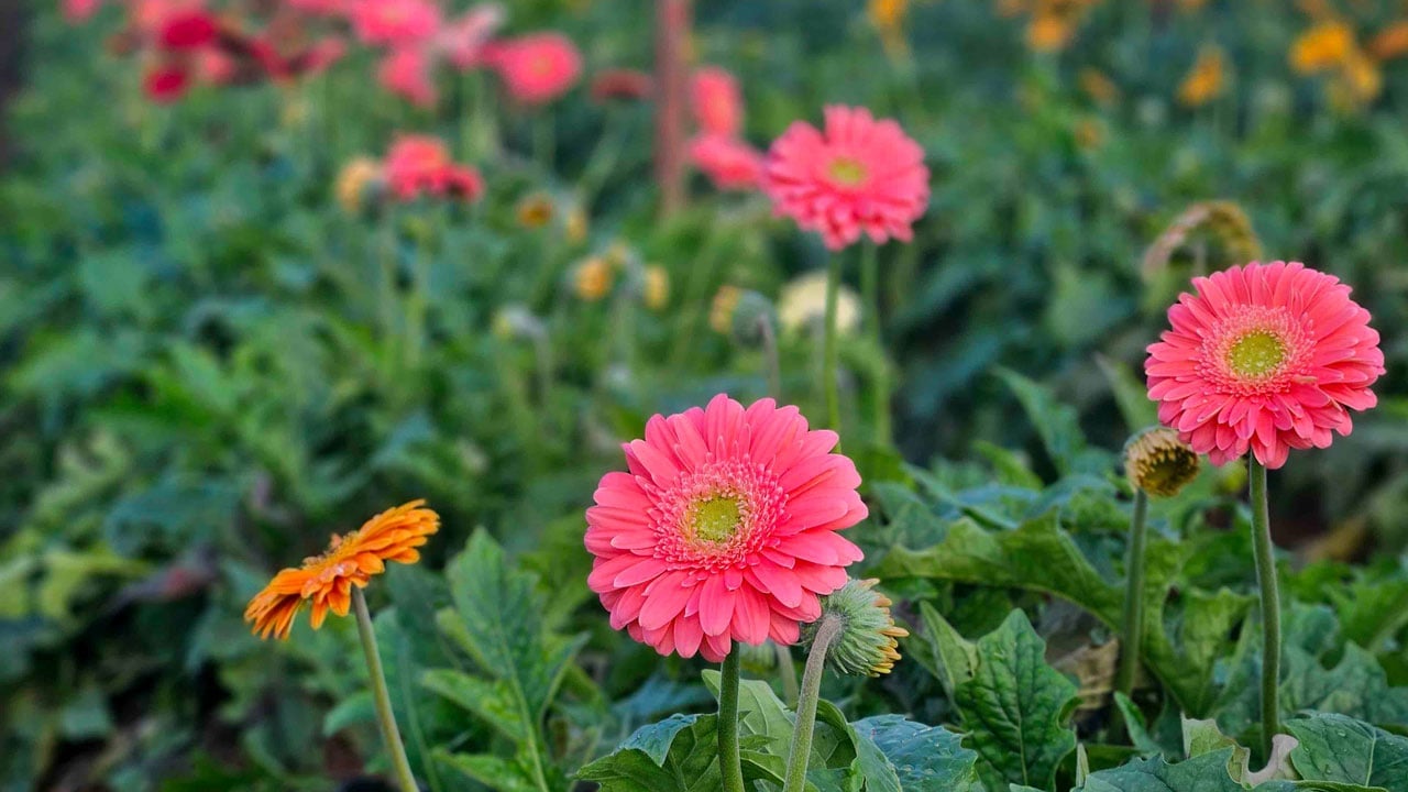 Foto - Kesme çiçekte rekor yılı! 160 milyon dolarlık ihracat 