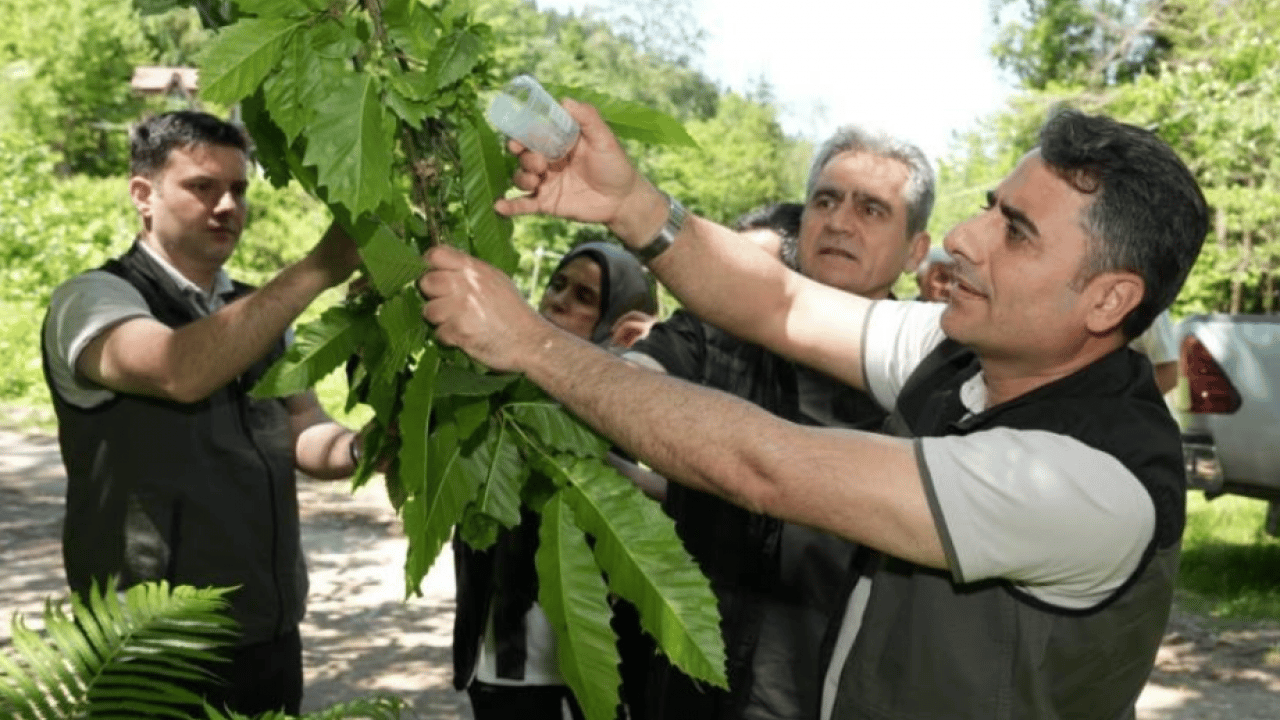 Foto - Kestane ormanların yeni savaşçıları sahada! 5 bin samuray arısı göreve başladı