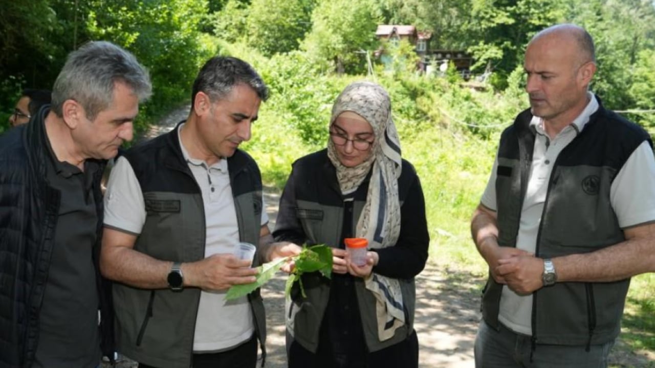 Kestane ormanların yeni savaşçıları sahada! 5 bin samuray arısı göreve başladı