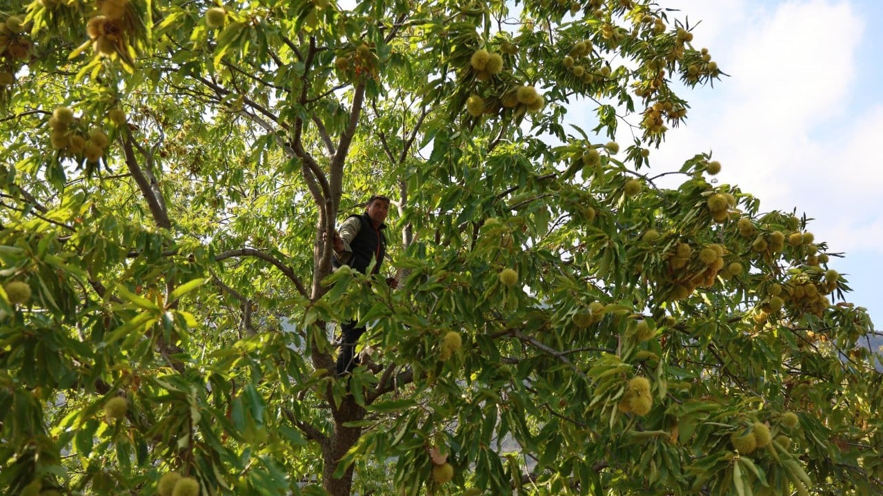 Foto - Kestane üreticilerini hasat telaşı sardı