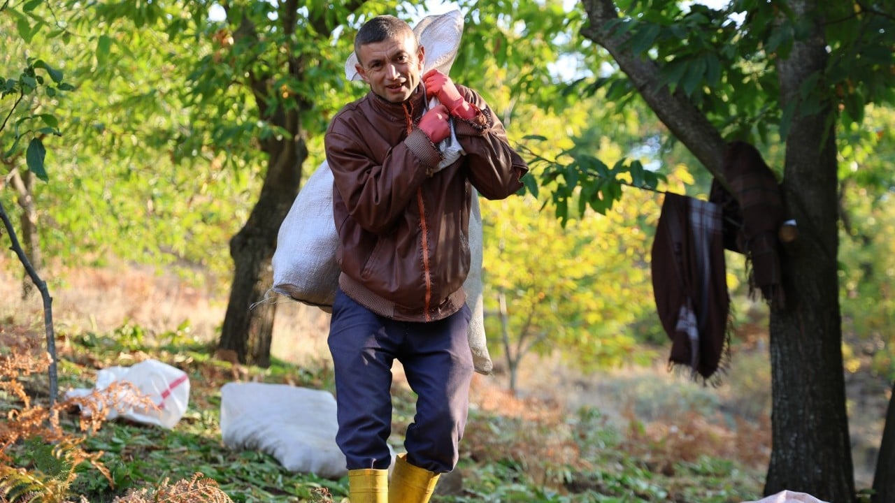 Foto - Kestane üreticilerini hasat telaşı sardı