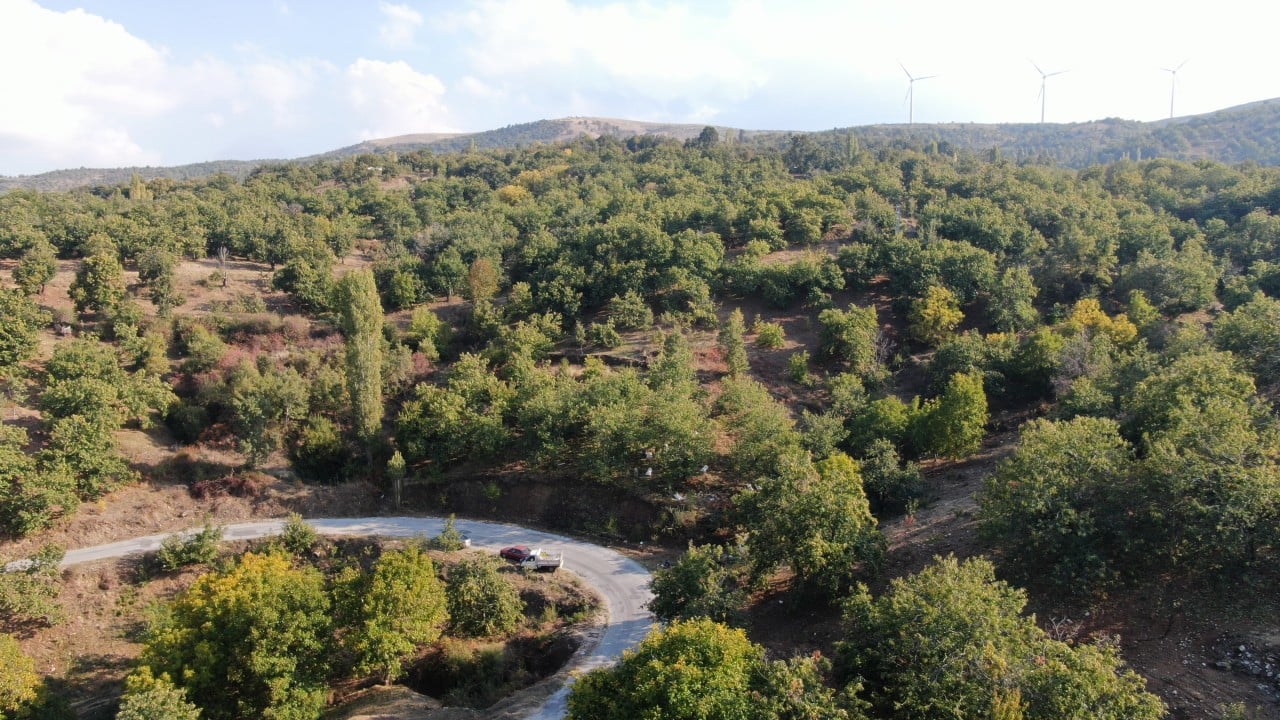 Foto - Kestane üreticilerini hasat telaşı sardı