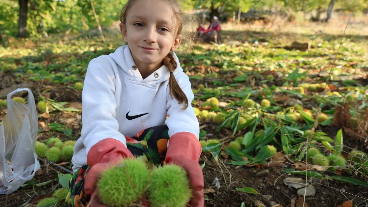 Foto - Kestane üreticilerini hasat telaşı sardı