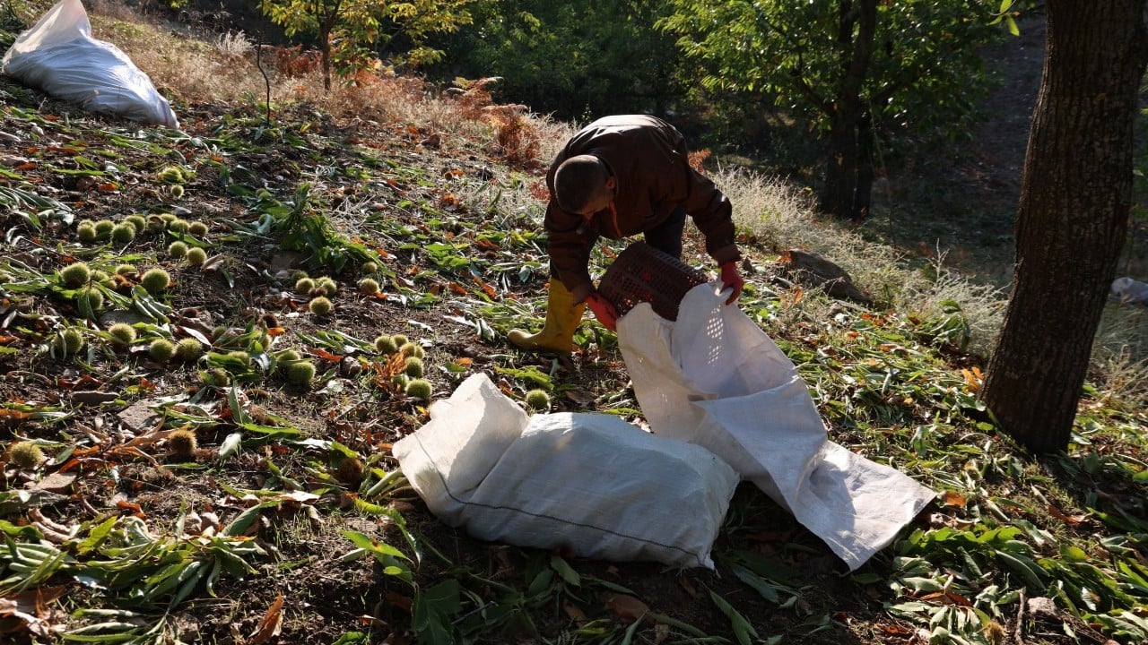 Foto - Kestane üreticilerini hasat telaşı sardı
