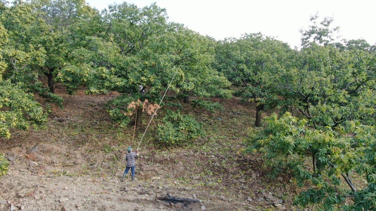 Foto - Kestane üreticilerini hasat telaşı sardı