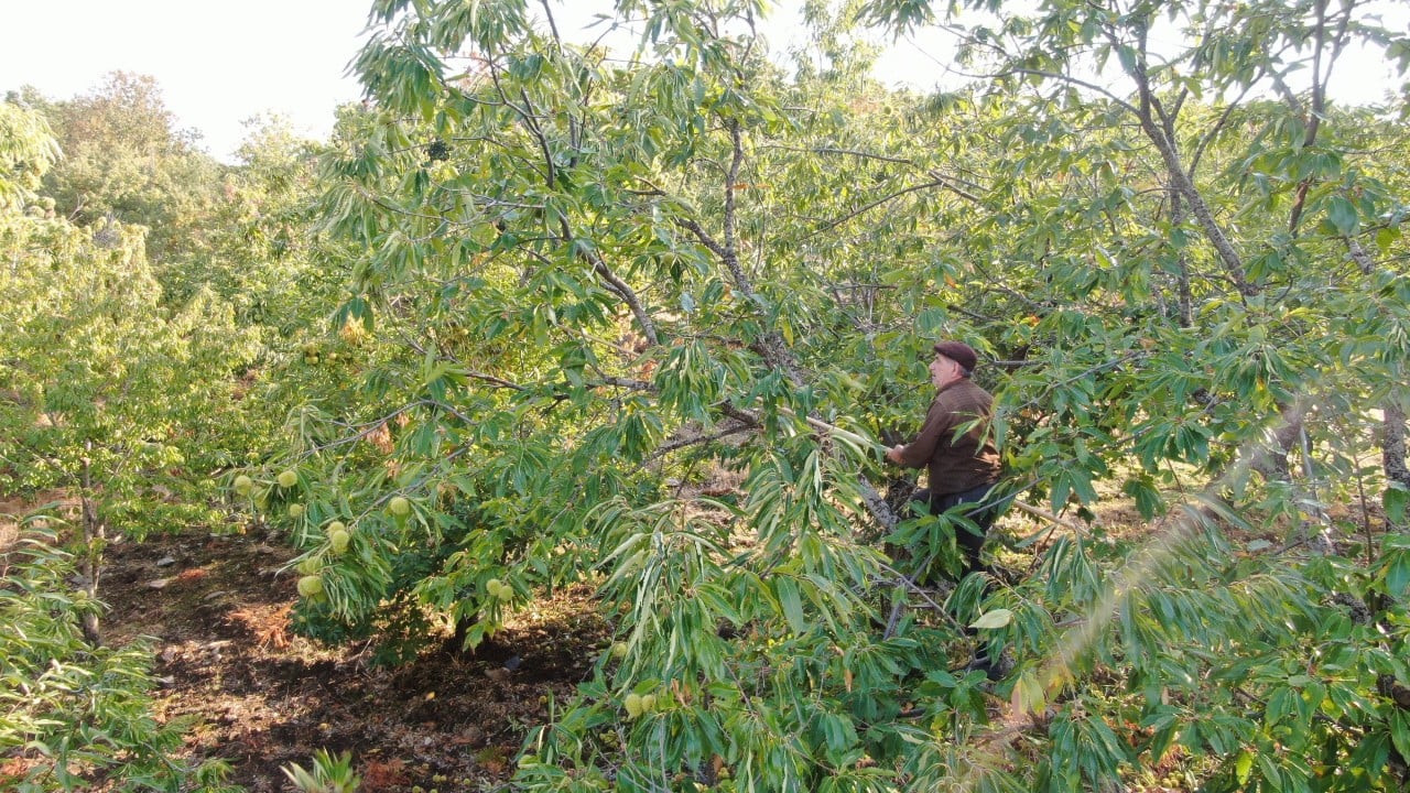 Foto - Kestane üreticilerini hasat telaşı sardı