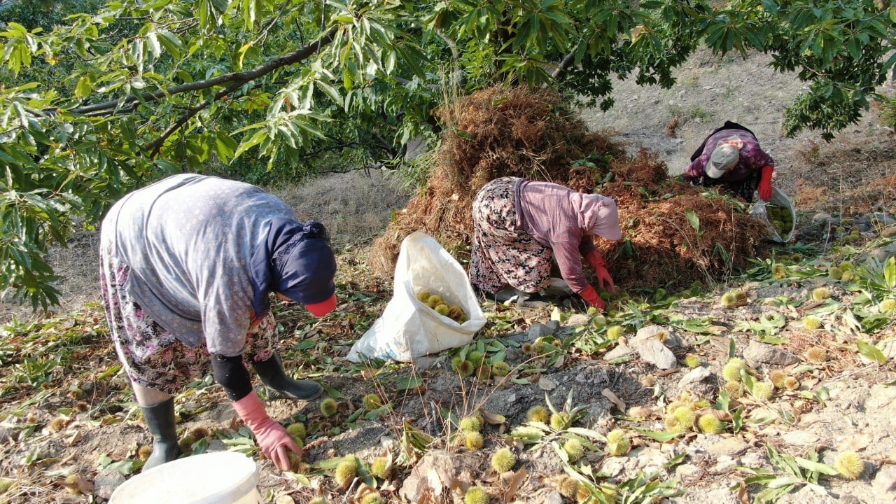 Foto - Kestane üreticilerini hasat telaşı sardı