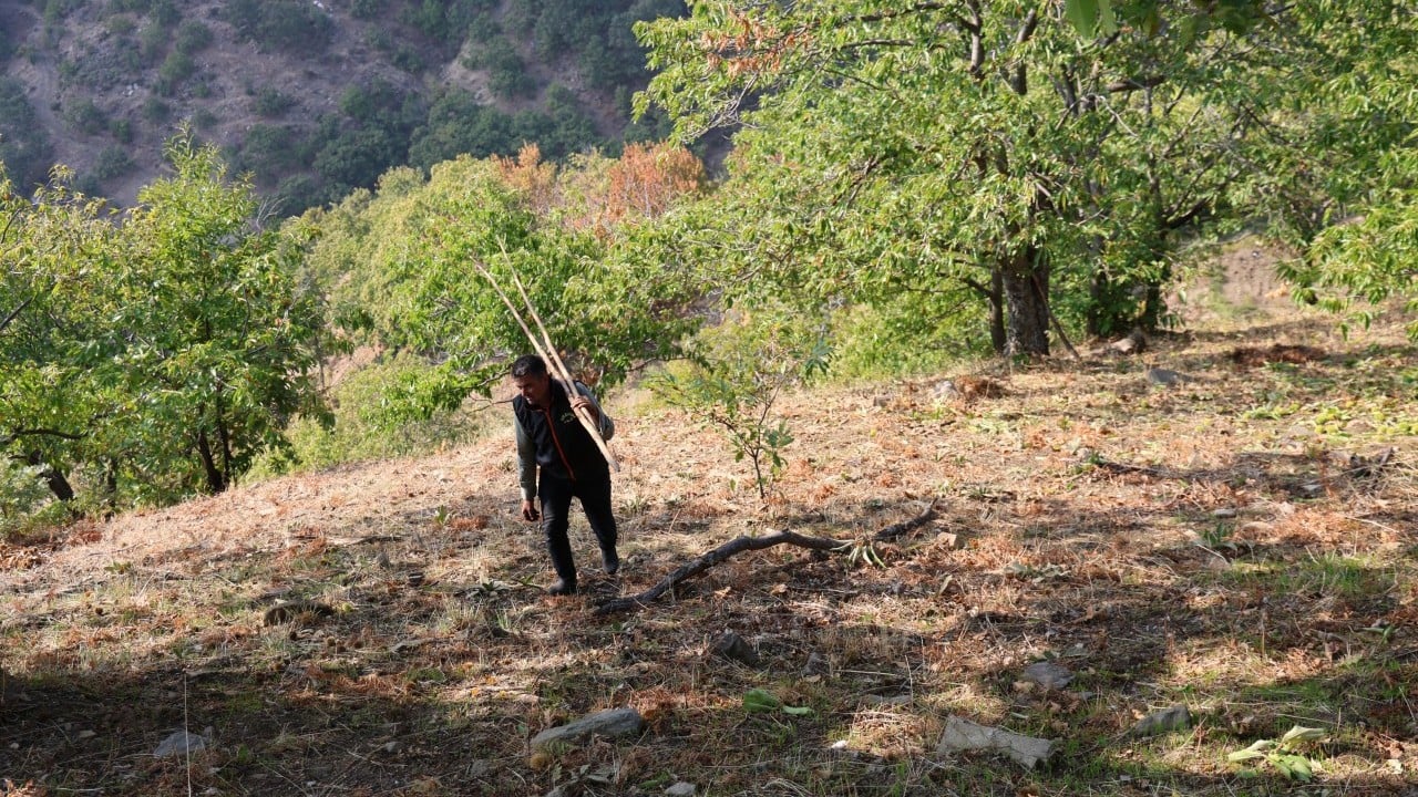 Foto - Kestane üreticilerini hasat telaşı sardı