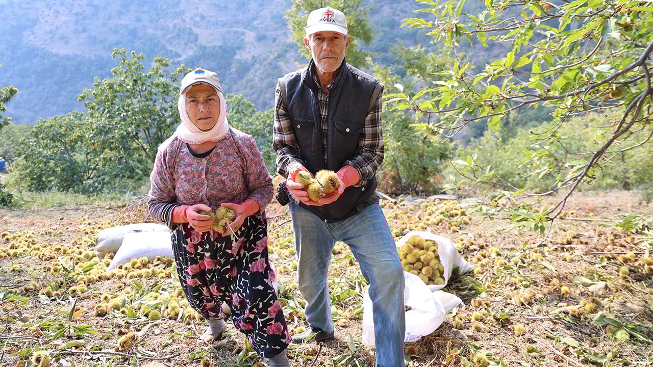 Kestane üreticilerini hasat telaşı sardı