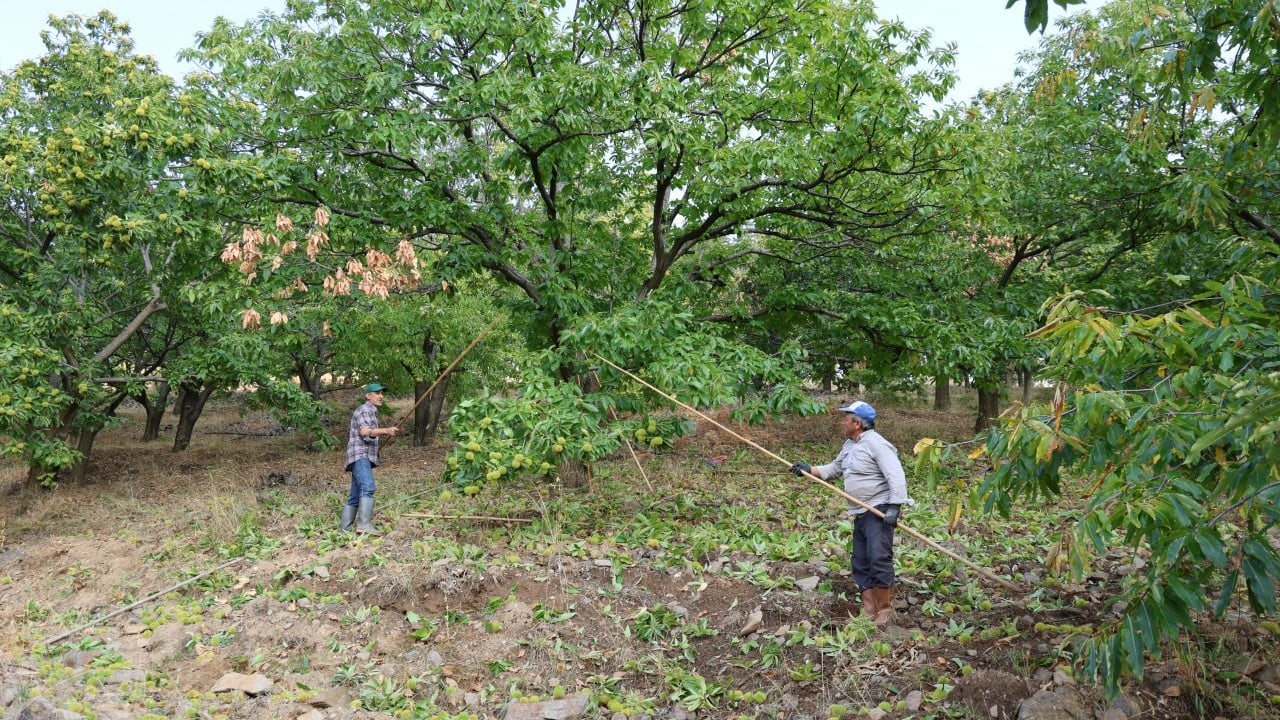 Foto - Kestane üreticilerini hasat telaşı sardı