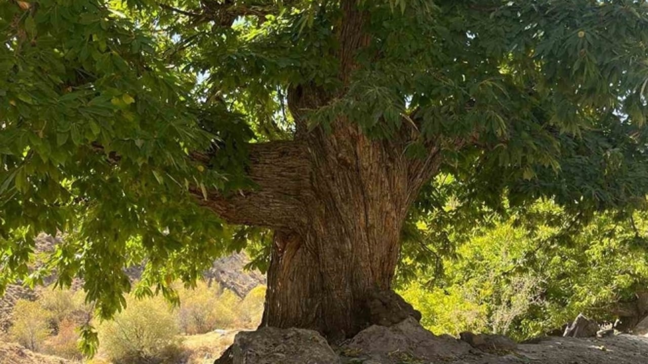 Foto - Kestanenin faydaları: Kalp dostu bağışıklık güçlendirici! Faydası say say bitmiyor! Kışın doğal kalp ilacı besin! C vitamini deposu