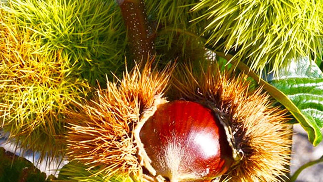 Foto - Kestanenin faydaları: Kalp dostu bağışıklık güçlendirici! Faydası say say bitmiyor! Kışın doğal kalp ilacı besin! C vitamini deposu