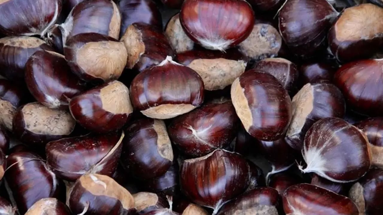 Foto - Kestanenin faydaları: Kalp dostu bağışıklık güçlendirici! Faydası say say bitmiyor! Kışın doğal kalp ilacı besin! C vitamini deposu