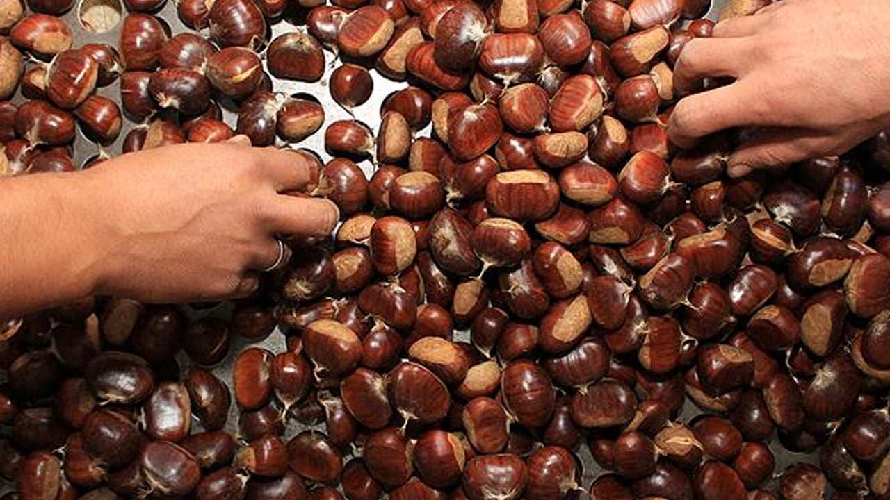 Foto - Kestanenin faydaları: Kalp dostu bağışıklık güçlendirici! Faydası say say bitmiyor! Kışın doğal kalp ilacı besin! C vitamini deposu