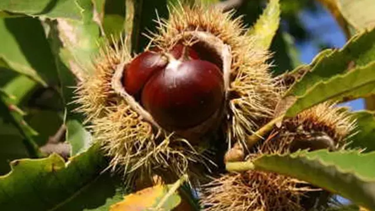 Foto - Kestanenin faydaları: Kalp dostu bağışıklık güçlendirici! Faydası say say bitmiyor! Kışın doğal kalp ilacı besin! C vitamini deposu