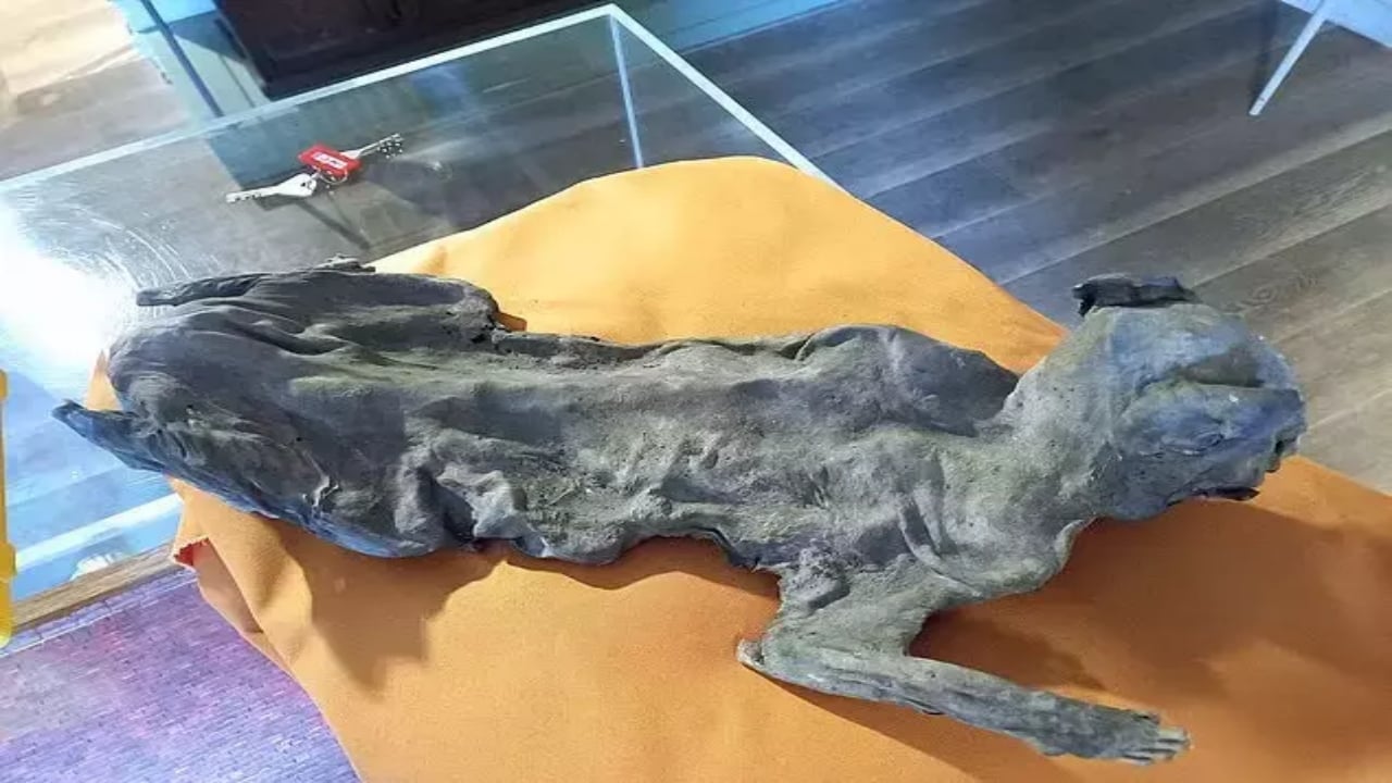 Foto - Kilise duvarlarının arasından çıktı! Görenler resmen şok oldu