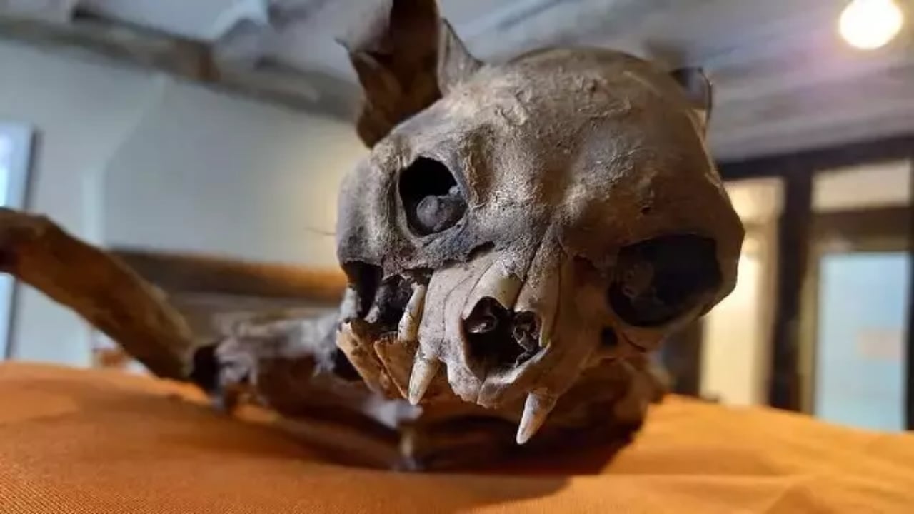 Foto - Kilise duvarlarının arasından çıktı! Görenler resmen şok oldu