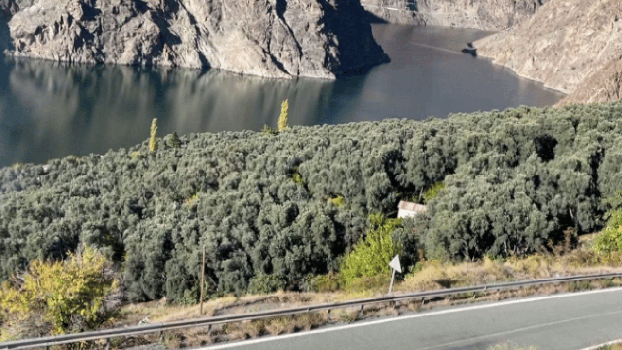 Foto - Kilo fiyatı 400 TL! Dünyada ünlü ve ödül kazandı