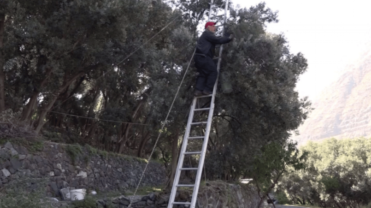 Kilo fiyatı 400 TL! Dünyada ünlü ve ödül kazandı