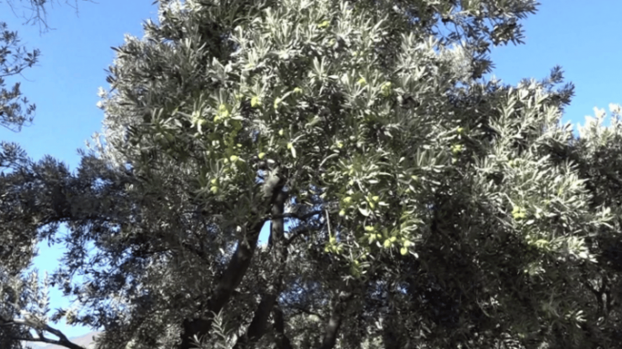 Foto - Kilo fiyatı 400 TL! Dünyada ünlü ve ödül kazandı