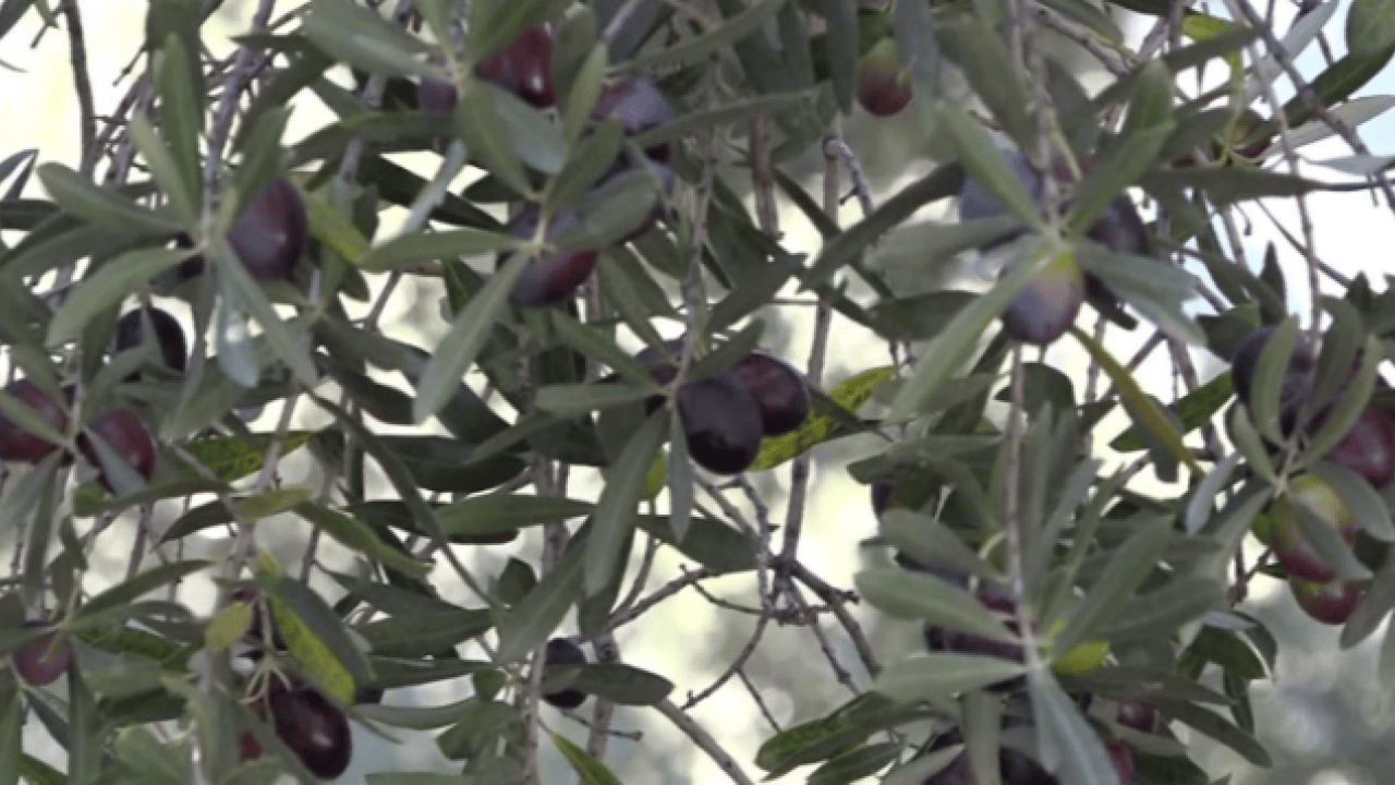 Foto - Kilo fiyatı 400 TL! Dünyada ünlü ve ödül kazandı