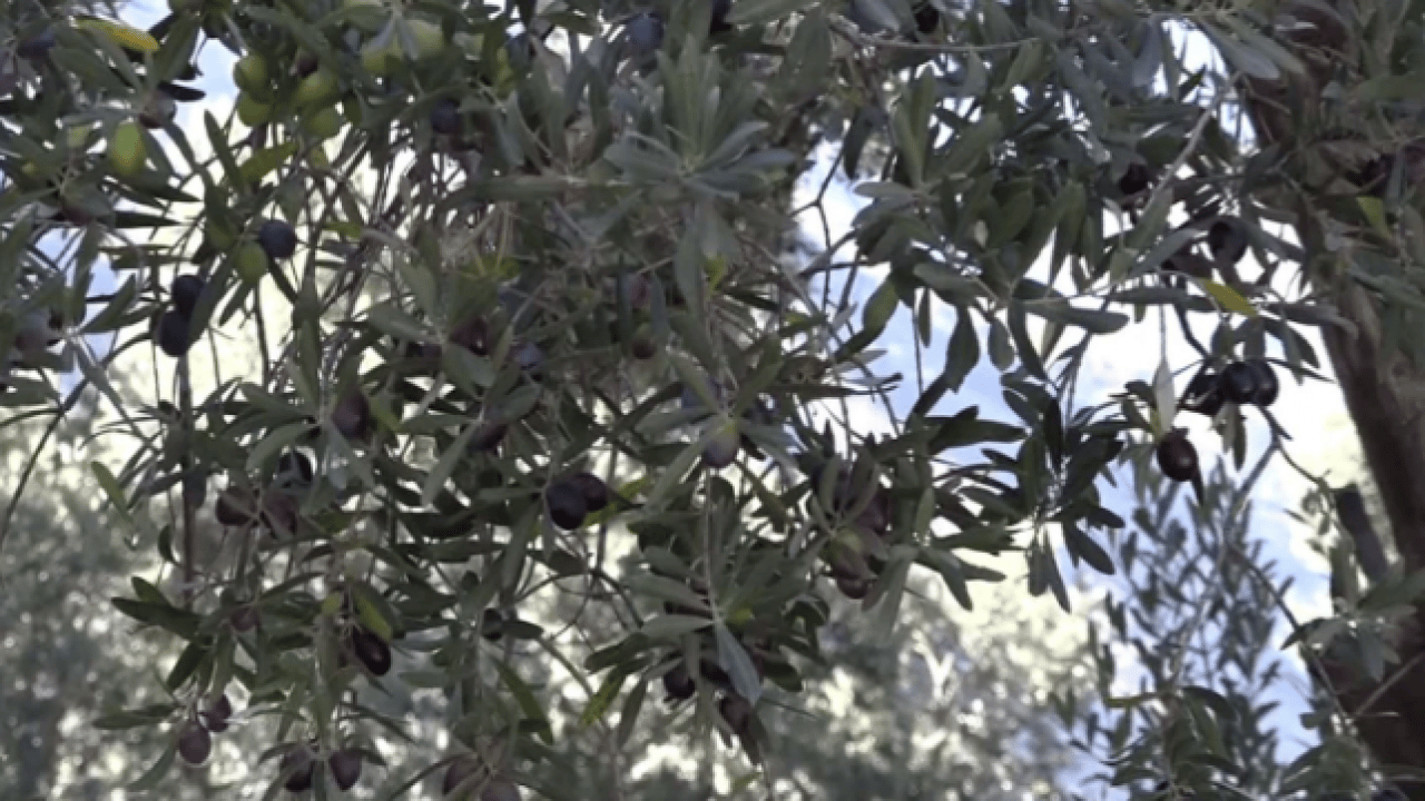 Foto - Kilo fiyatı 400 TL! Dünyada ünlü ve ödül kazandı