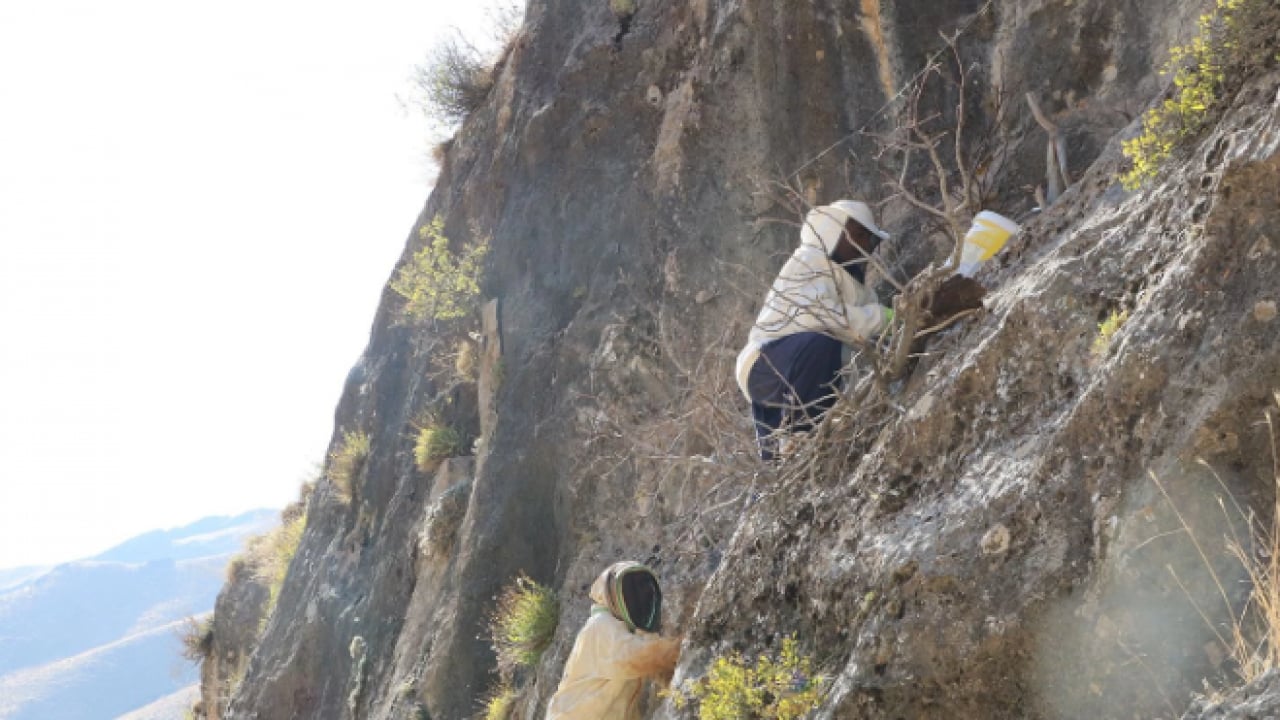 Foto - Kilo fiyatı dudak uçuklattı! Özel izinle bölgeye girip topladılar